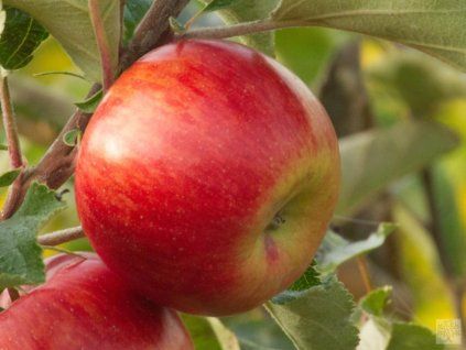 Jabloň 'Rubín'  Malus domestica 'Rubín'