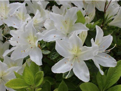 pale