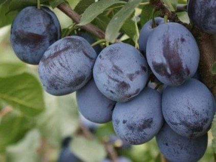 Švestka 'Čačanská lepotica'  Prunus domestica ´Čačanská Lepotica´