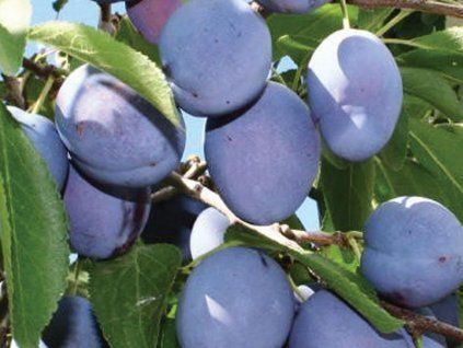 Švestka 'French Prune'  Prunus domestica ´French Prune´