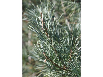 glauca 11