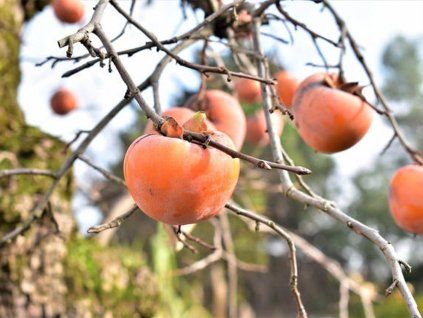 kaki pendula