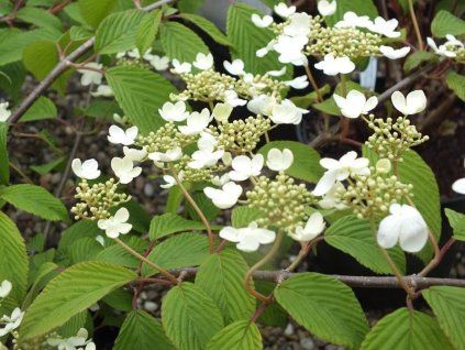 Kalina japonská 'Mariesii'  Viburnum plicatum 'Mariesii'