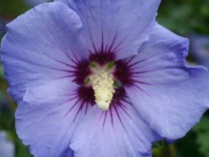 Ibišek syrský Sup'Blue 'Minsyrori5'  Hibiscus syriacus Sup'Blue 'Minsyrori5'