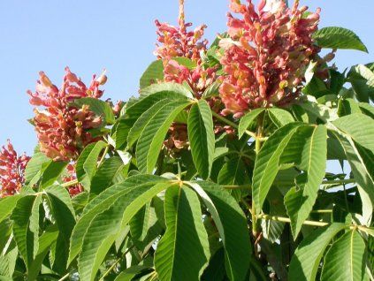 humilis 3