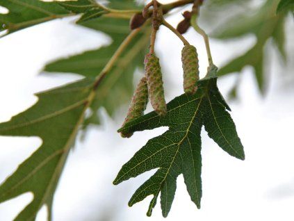 lacinata
