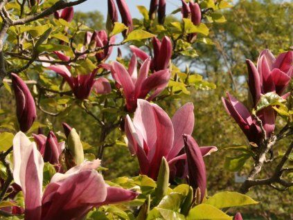 magnolie nigra