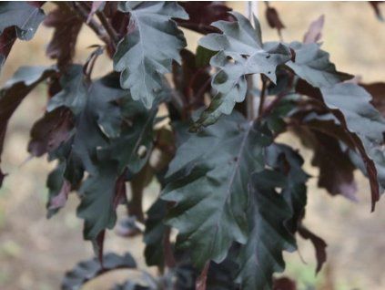 purpurea 1