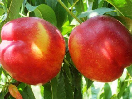 nectarina 4