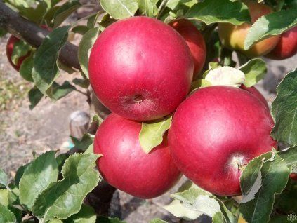 Jabloň 'State Fair'  Malus domestica 'State Fair'