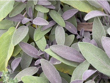 purpurea sa 1