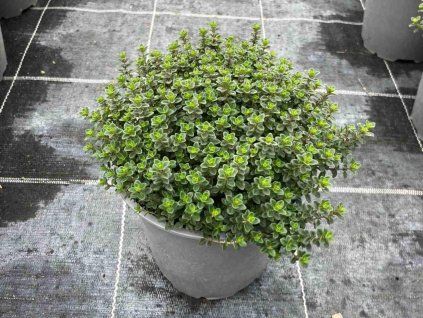 thymus citriodorus