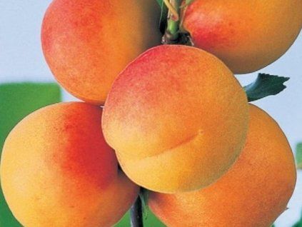 Meruňka 'Odeta'  Prunus armeniaca 'Odeta'