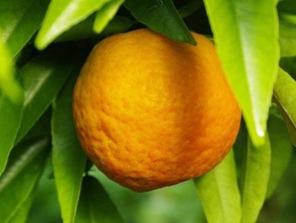 Mandarinka 'Fina'  Citrus clementine 'Fina'