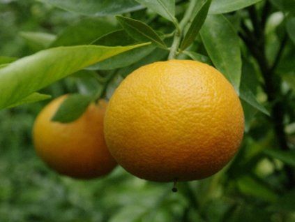 Mandarinka 'Oroval'  Citrus clementine 'Oroval'