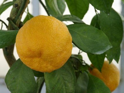 Mandarinka 'Kawano'  Citrus unshiu 'Kawano'