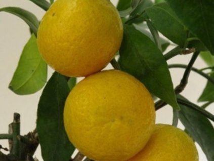 Mandarinka 'Shivamikan'  Citrus leiocarpa 'Shivamikan'