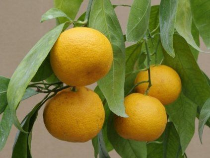 Mandarinka 'Honikan'  Citrus reticulata 'Honikan'