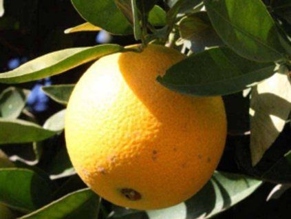 Pomerančovník 'Lane Late'  Citrus sinensis 'Lane Late'