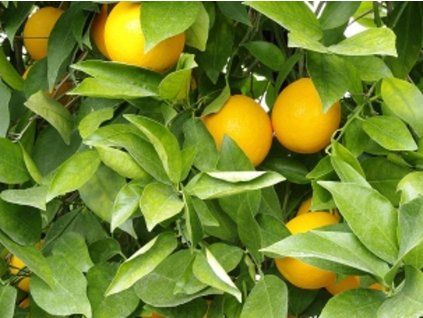 Pomerančovník 'Washington Navel'  Citrus sinensis 'Washington Navel'