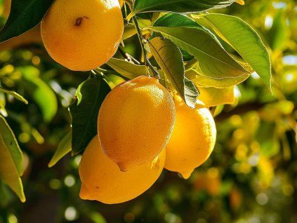citrus dorshapo