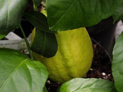 Citroník 'Izrael'  Citrus limon 'Izrael'