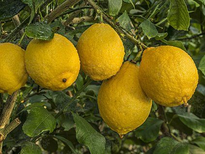 Cedrát 'San Domenico'  Citrus limonimedica 'San Domenico'