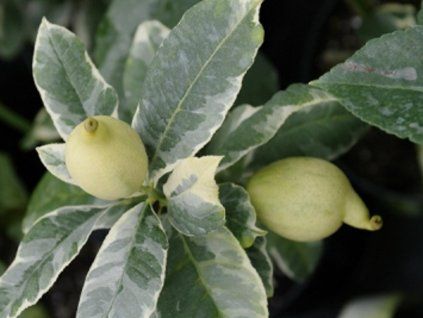 Cedrát 'Panache'  Citrus medica 'Panache'