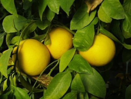 Grep 'Duncan'  Citrus paradisi 'Duncan'