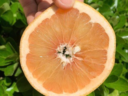 Grep 'Red Blush'  Citrus paradisi 'Red Blush'