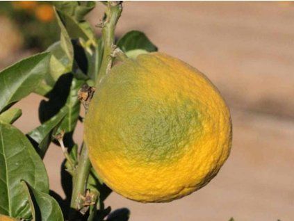 yuzu