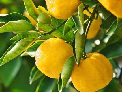 Citrus 'Yuzu N°4'  Citrus junos YUZU No. 4