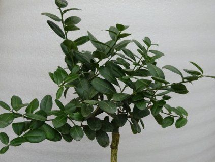 Pomerančovník hořký 'Abers Narrow Leaf'  Citrus aurantium 'Abers Narrow Leaf'