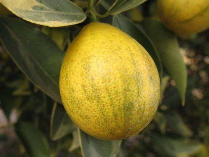 Kumquat 'Centenial Variegated'  Fortunella margarita 'Centenial variegated'