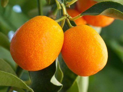 Kumquat 'Meiwa'  Fortunella margarita 'Meiwa'