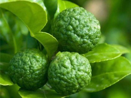 Mauricijská Papeda - kafrová limetka  Citrus hystrix DC.