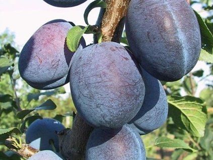 Švestka 'Wangenheimova'  Prunus domestica 'Wangenheimova'