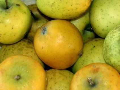 Jabloň 'Ananasová Reneta'  Malus domestica 'Ananasová Reneta'