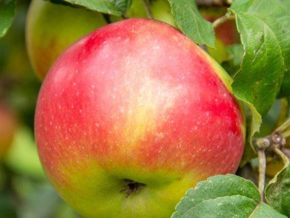 Jabloň 'Bláhovo Libovické'  Malus domestica 'Bláhovo Libovické'