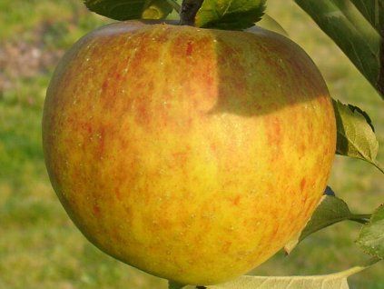 Jabloň 'Harbertova Reneta'  Malus domestica 'Harbertova Reneta'