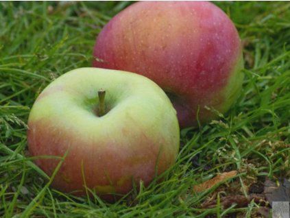 Jabloň 'Ontario'  Malus domestica 'Ontario'