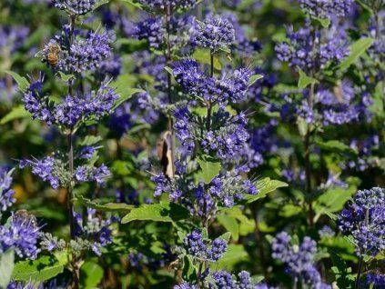 Ořechokřídlec klandonský 'Emerald Crest'  Caryopteris x clandonensis 'Emerald Crest'