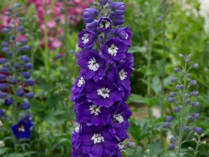 Ostrožka 'Magic Fountains Dark Blue White Bee' - Delphinium 'Magic Fountains Dark Blue White Bee'  Delphinium 'Magic Fountains Dark Blue White Bee'
