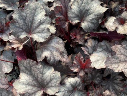 plum 3