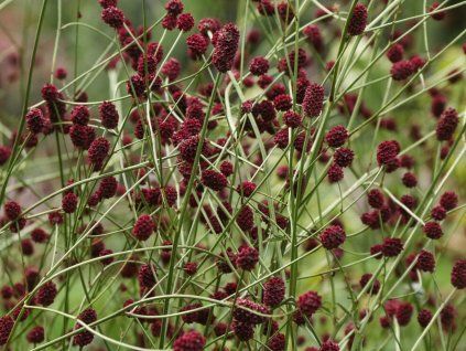 Krvavec toten 'Red Sunset' - Sanguisorba officinalis 'Red Sunset'  Sanguisorba officinalis 'Red Sunset'