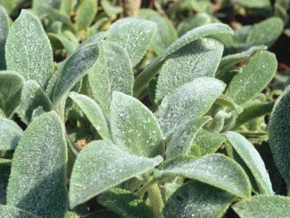 Čistec vlnatý 'Silver Carpet' - Stachys bysantina 'Silver Carpet'  Stachys bysantina 'Silver Carpet'
