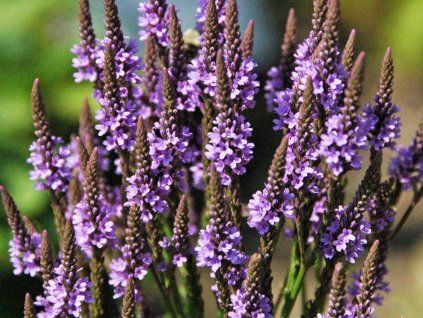120699 verbena sipova verbena hastata