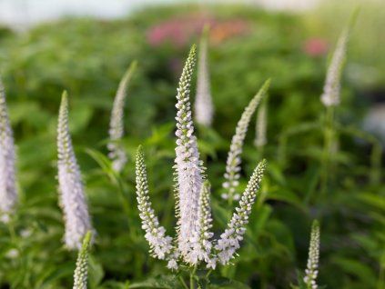 120705 rozrazil dlouholisty white jolanda veronica longifolia white jolanda