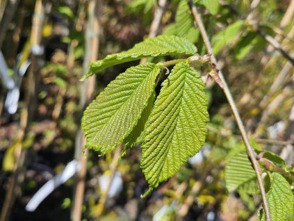 120714 jilm drsny macrophylla pendula