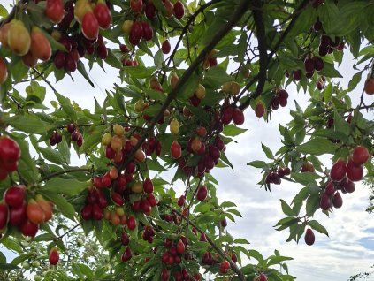 Dřín velkoplodý 'Swietljaczok'  Cornus mas ´Swietljaczok´